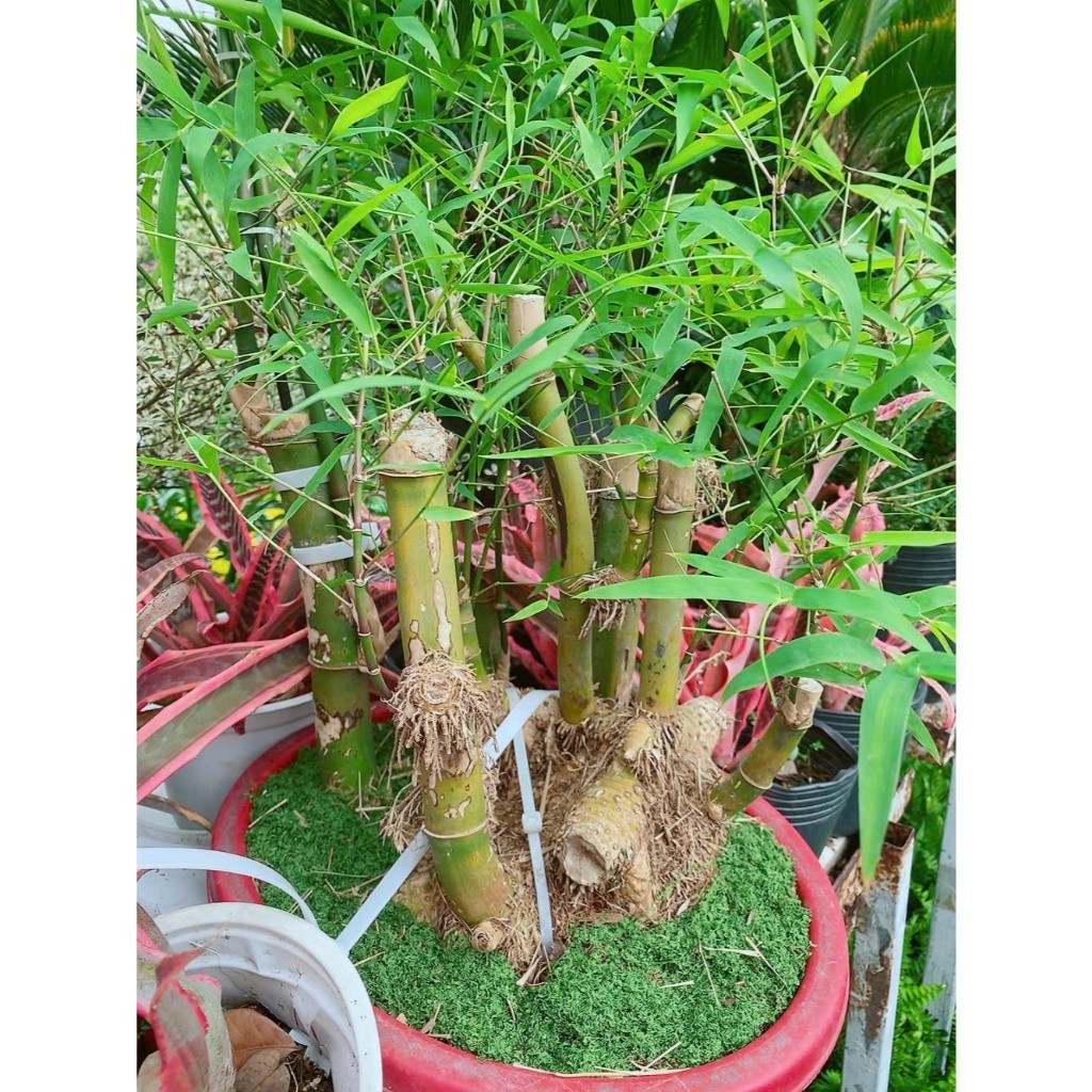 (HỎA-TỐC) Cây Tre Bonsai Tạo Dáng Nghệ Thuật (Ảnh Thật)