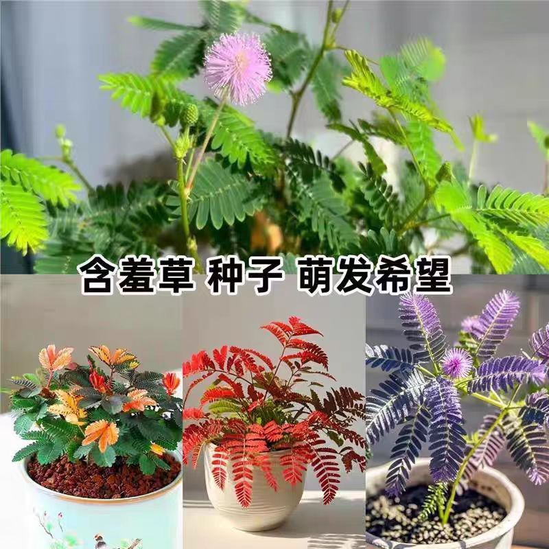 Bán chạy Vận chuyển nhanh [Thương mại điện tử] Hạt giống Mimosa Hạt giống hoa Mimosa Hạt giống Mimos