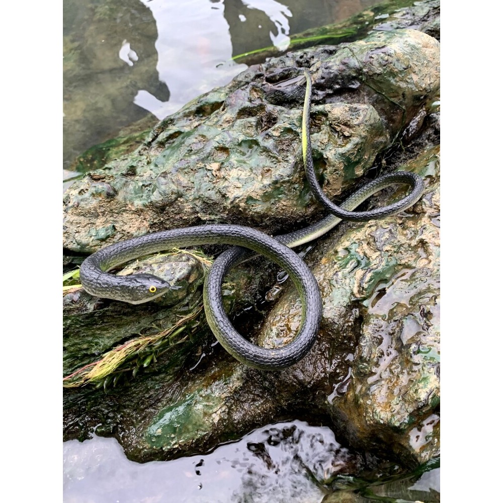 Đồ Chơi Rắn Mô Phỏng Rắn Cao Su Mềm Rắn Mẫu Giáo Trẻ Em Chơi Nhà Kích Thước Tricky Giả Đáng Sợ Mô Hì