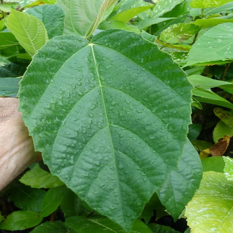 Cây Vả Mật s LOẠI 01