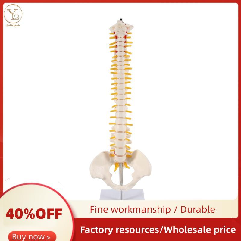 45CM Cột sống con người với mô hình chậu Mô hình giải phẫu con người Mô hình cột sống Mô hình cột số