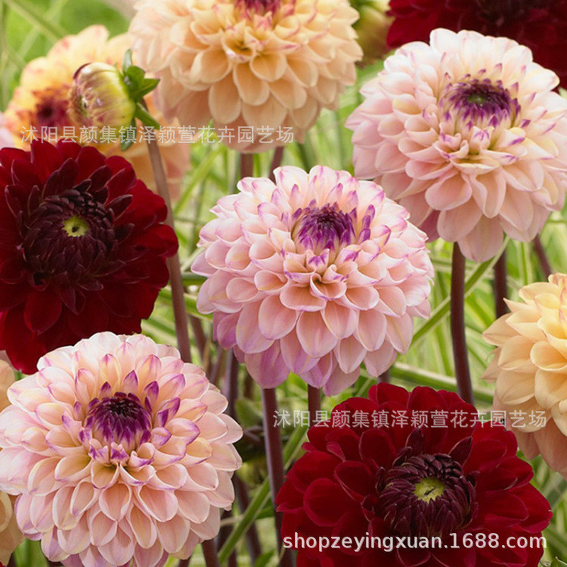 Bán Chạy Vận Chuyển Nhanh Bán Buôn Dahlia Trồng Bóng Rễ Hoa Khoai Tây Ngọt Hoa Dahlia Hạt Dahlia Hoa