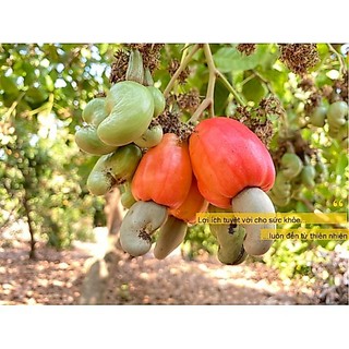500g/1Kg Hạt Điều Rang Muối Còn Vỏ Lụa Bình Phước
