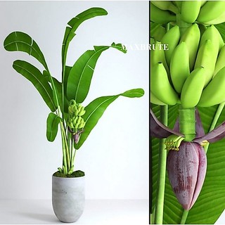 Gân lá Chuối giả