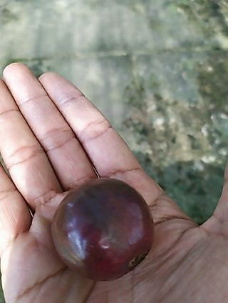 Cây 🌲 Ổi Tím lá sẽ ... đang trái
