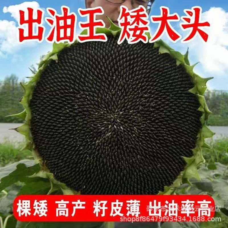 Dầu Hạt Hướng Dương Bán Buôn Ngắn Đầu Lớn Dầu Hạt Hướng Dương Siêu Ngắn Chống Ngược Dầu Đa Gió Dầu H