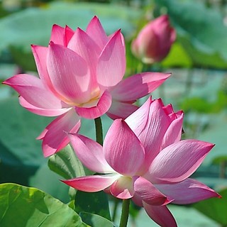 10 Hạt giống Sen ta (kèm Hướng dẫn ươm)