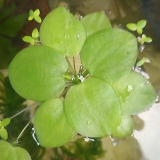 cây lục bình (gốc giống ) 15 cây