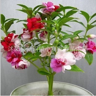Hạt giống Hoa Phượng Hoàng Nhiều Màu Sắc Hoa Cổ Tích Hạt Giống Henna Cỏ Hạt Giống Cấp Tính Sân Ban C