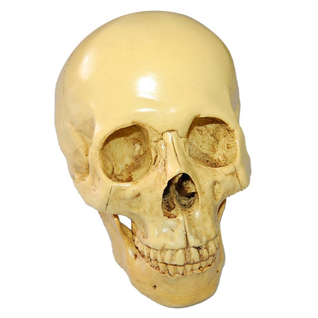 Baosity Design Resin Human Skull 1: 1 Mô hình đầu bộ xương mô hình