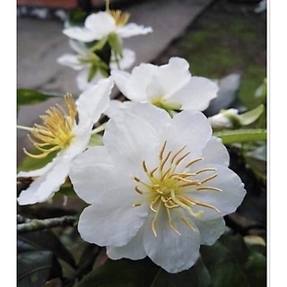 Chậu Mai Trắng ( bạch mai )