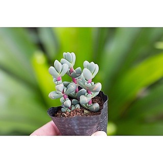 Sen đá lá tim 5-7cm - Vườn sen đá