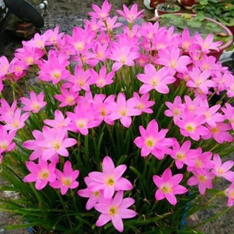 Hàng sẵn có Giao hàng nhanh Fengyu Orchid Plant Ball Onion Orchid Leek Orchid Seedling Tỏi Courtyard