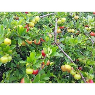 Chậu cây giống sơ ri ( cao 60-80cm )