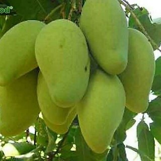 Xoài cát hòa lộc