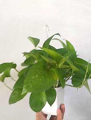 Cây trầu bà Thái mini