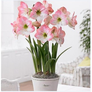 Bộ 2 củ hoa huệ tây (1  củ hoa đỏ nhung + 1 củ hoa hồng đào )