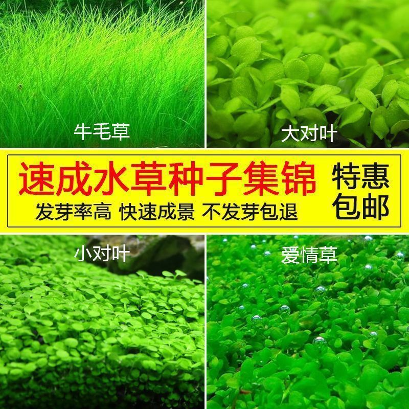 Người Mới Cảnh Quan Cây Thủy Sinh Hạt Giống Lớn Nhỏ Lá Bò Tóc Cỏ Ngọc Trai Tình Yêu Cỏ Thủy Sinh Thự