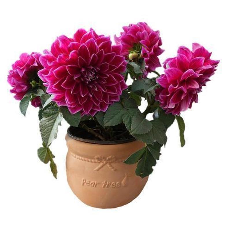 Chậu Cây Bóng Rễ Hoa Cây Xanh Dahlia Rễ Khoai Tây Ngọt Hoa Dahlia Quả Bóng Thực Vật Tianzhu Hoa Mẫu 