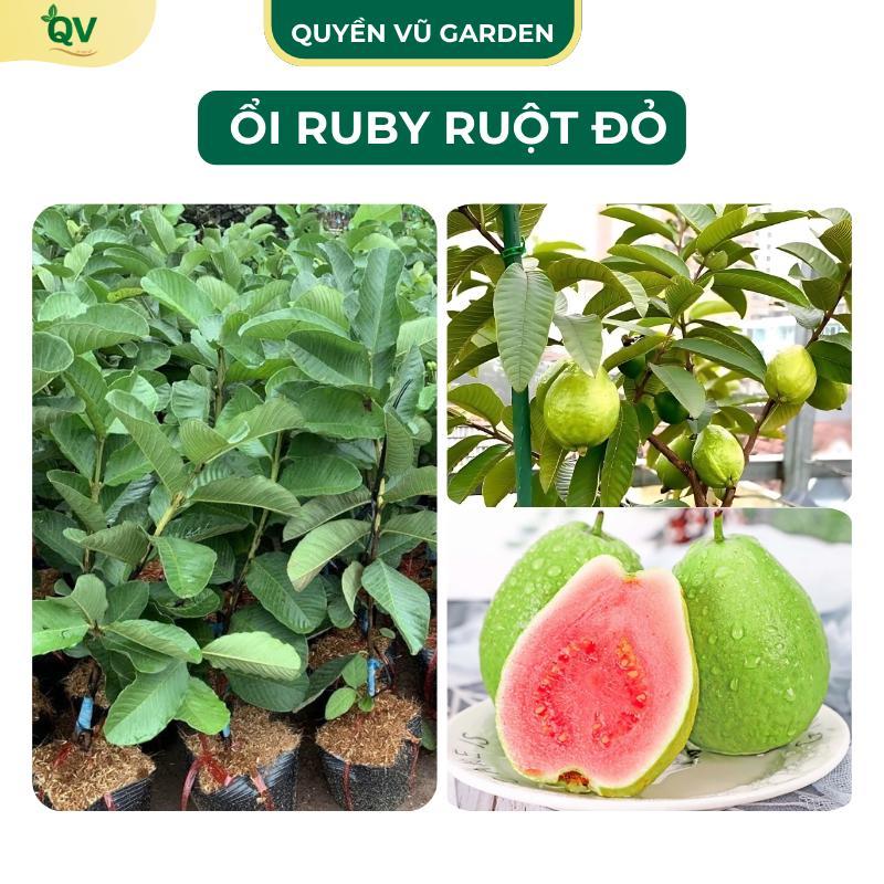 (C212) Cây giống ổi ruby( ổi trân châu) ruột đỏ lùn cao 45-55cm