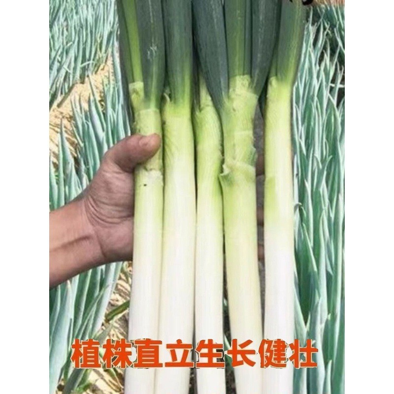 Chính Hãng Shandongzhangqiu Hạt Sò Que Sắt Hạt Sò Nguyên Ngọt Ngào Giòn Làm Mới Nước Nhúng Sốt Sò F