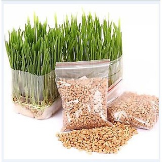 Hạt giống Mầm lúa mì lúa mạch {gói 100gram }