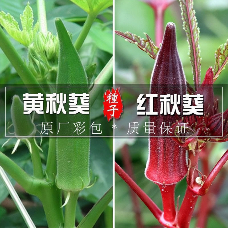 Hạt giống Okra Hạt giống Okra Hạt giống Okra Đỏ Hạt giống Okara Trái cây Hạt giống rau củ Bốn mùa Hạ