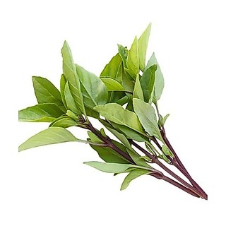 Hạt giống rau Húng Quế Thân Tím Cực Thơm (Húng Chó, Húng giổi, É Quế, Hương Thái)