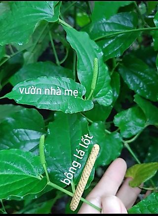 Cây lá lốt vườn