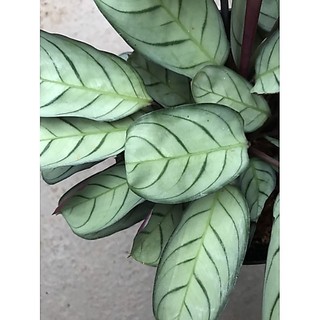Chậu Đuôi công Amagris size trung