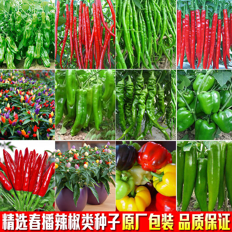 Hạt tiêu Hạt tiêu Green Pepper Line Pepper Hang Pepper No. 1 Nhà Bếp Cao Cấp Gia Đình Trồng Cây Tron