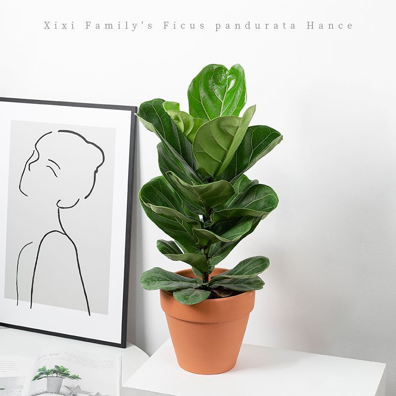 Qin Lá Ficus Chậu Cây Ngoài Trời Trong Nhà Tân Gia Nhà Mới Ban Công Cây Xanh Lá Lớn Lá Ficus Lá Ficu