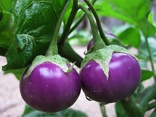 Hạt giống cà dĩa tím- cà bát tím- gói 1gram
