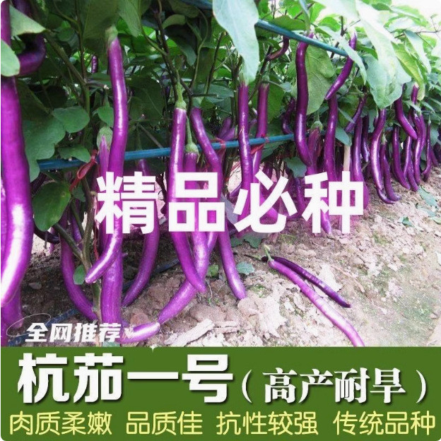 Treo cà tím No. 1 Dài Cà tím Hạt giống Cà tím Cây giống Cây giống Xuyên Cà tím Hạt giống rau Mùa xuâ