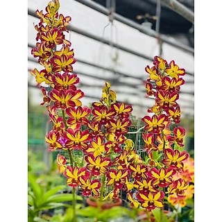 HOA LAN CHỚP VÀNG ĐỎ XỔ 5%