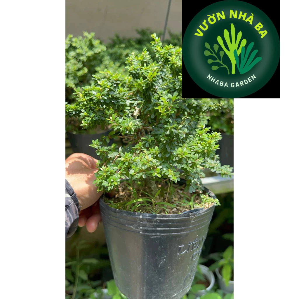 Cây Linh sam mini - Linh sam hạt gạo siêu bông - Cây Bonsai mini để bàn