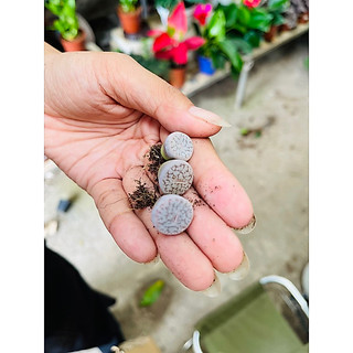 Sen Thạch Lan Dòng Dinterthanus, Lithops Sen Mông 1,5-2cm