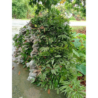 CÀNH VẢI CHIẾT ( vải u hồng , vải trứng , vải thiều hạt lép ) CGTW