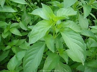 Hạt giống Rau Thơm Sả (É Trắng) RADO cao cấp, giống dễ trồng, năng suất cao