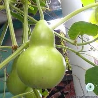 Hạt giống Bầu hồ lô