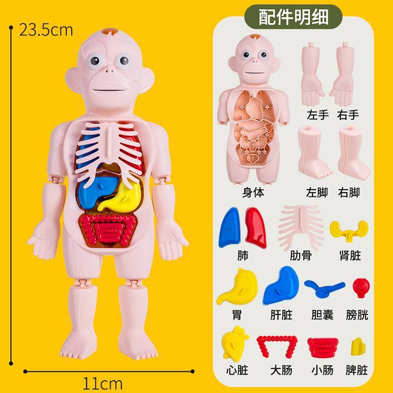 [Hot Sale] Human Body Structure Model Visceral Anatomy Organ 3D Detachable Assembled Children Scient