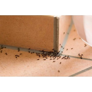 COBO 5 GÓI BỘT RẮC DIỆT CÔN TRÙNG KIẾN - GIÁN ( GÓI 20G )