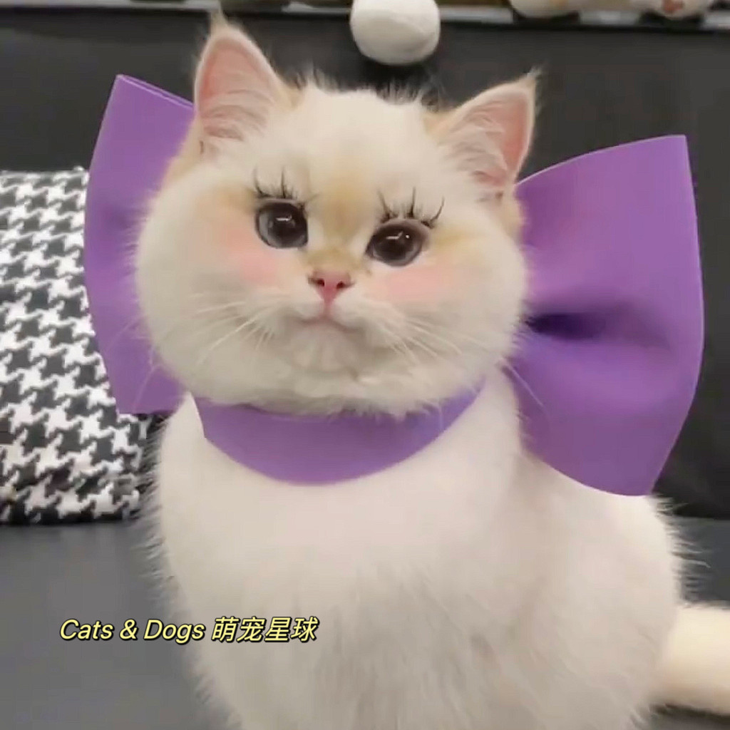 Tom 's Dream Love Cat Mary Cat Bow Tie Collar Cat Bib Trang trí Cổ áo Làm đẹp Cat Bow Tie