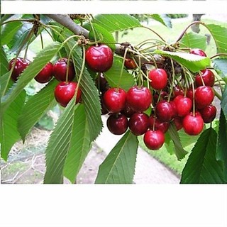 hạt giống cherry 10 hạt