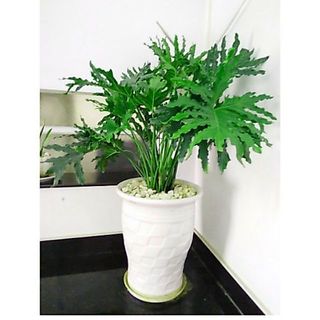 Cây Trầu Bà Thanh Xuân