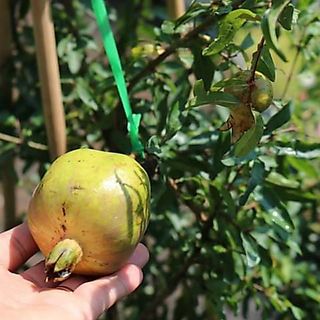 Cây 🌲 Lựu đỏ thái....đang trái