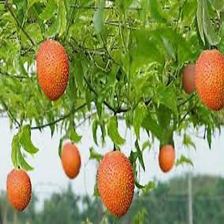 CÂY GIỐNG GẤC NẾP ( cây giống siêu sớm có bảo hành)