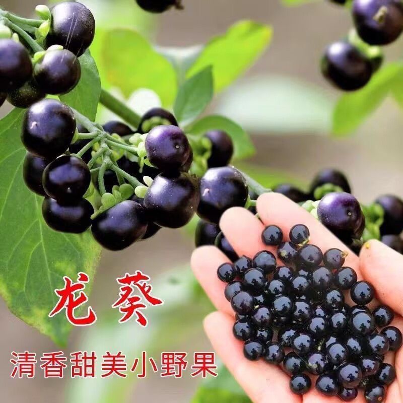 Bán Chạy Vận Chuyển Nhanh Chính Hãng Đen Yoyo Huang Yoyo Hạt Ban Công Bốn Mùa Chậu Đông Bắc Đen Mỗi 