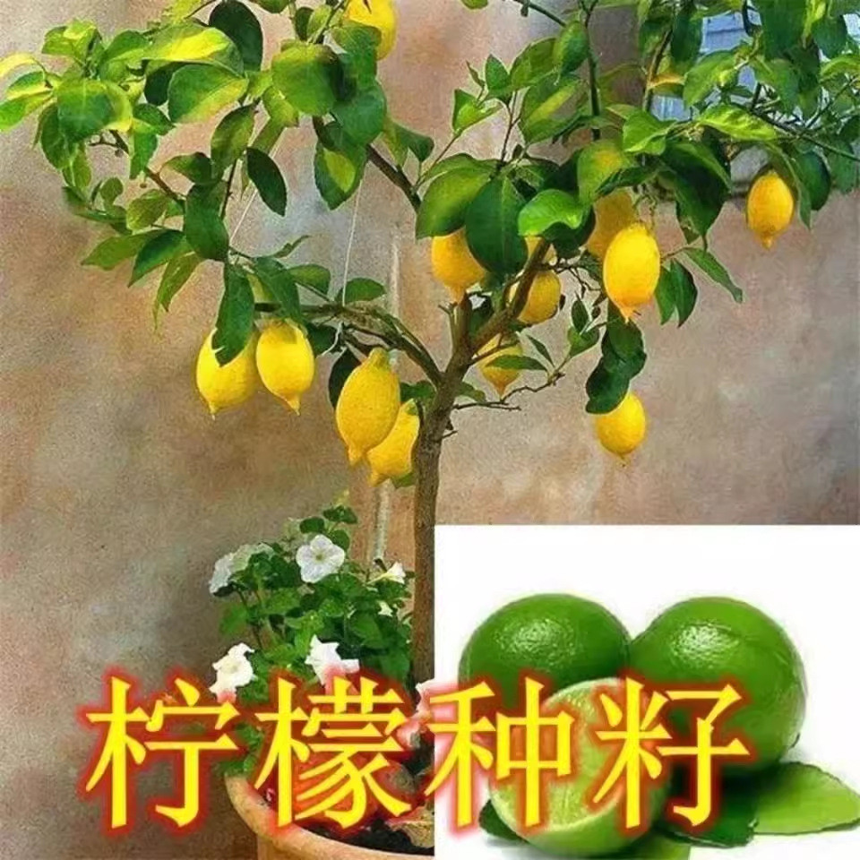 Hạt giống Nước hoa Hạt giống Vườn Cây xanh Bốn mùa Cây trái cây Sân trồng Cây chanh ăn được Cây chan