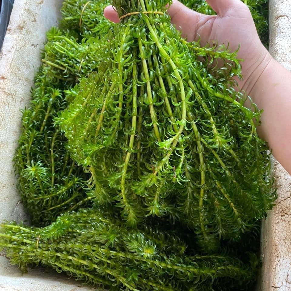 Rong đuôi chó trồng thuỷ sinh thác  nước